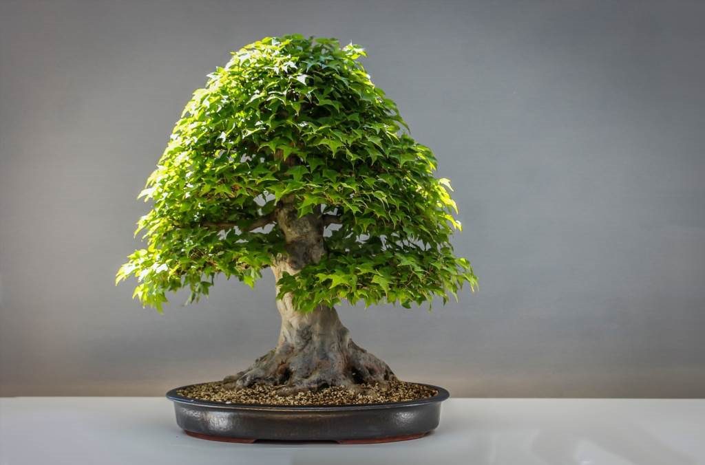 bonsai gatunki drzew