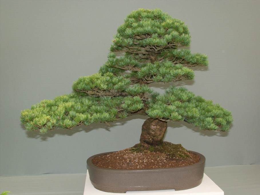 Jaka ziemia do bonsai?