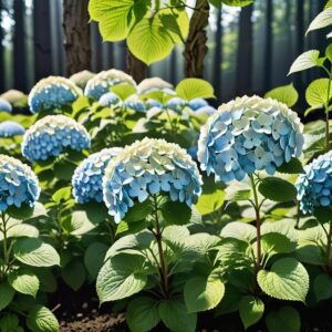 Jak rozmieszczać sadzonki hortensji w ogrodzie