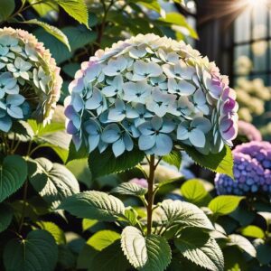 Światło dla Hortensji Skyfall